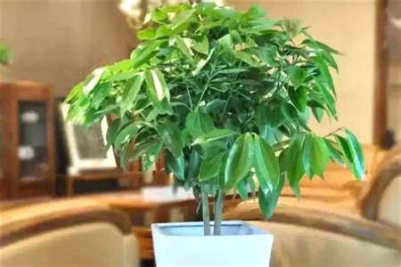 风水植物有哪些|盘点20种旺财又旺宅的植物，养起来！